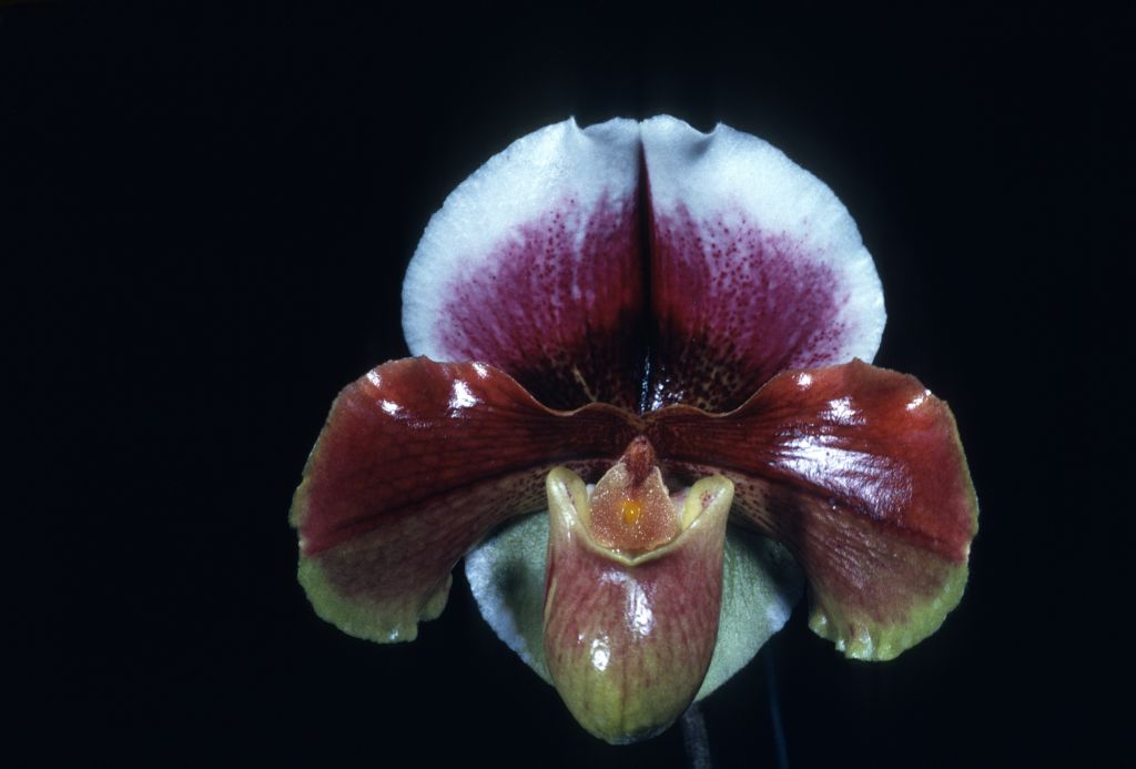 Paphiopedilum Blenheim Palace 'Carimo Pride', Program 2 slide 14, HCC/AOS Award Slide, March 8, 1976, Los Angeles monthly judging, Los Angeles, CA, exhibited by Carl and Imogene Keyes