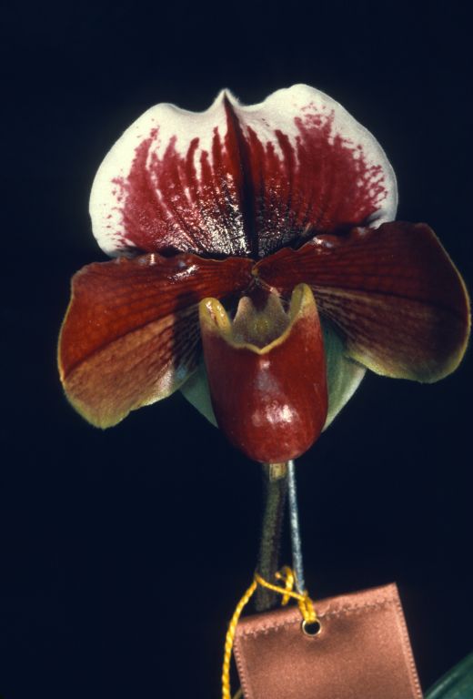 Paphiopedilum Carimo 'Carimo Red' BM/CSA, Program 2 slide 18, copy of the CSA award slide (mirror image) shown in OrchidWiz, image #80194, from February 25, 1976, exhibited by Carl Keyes