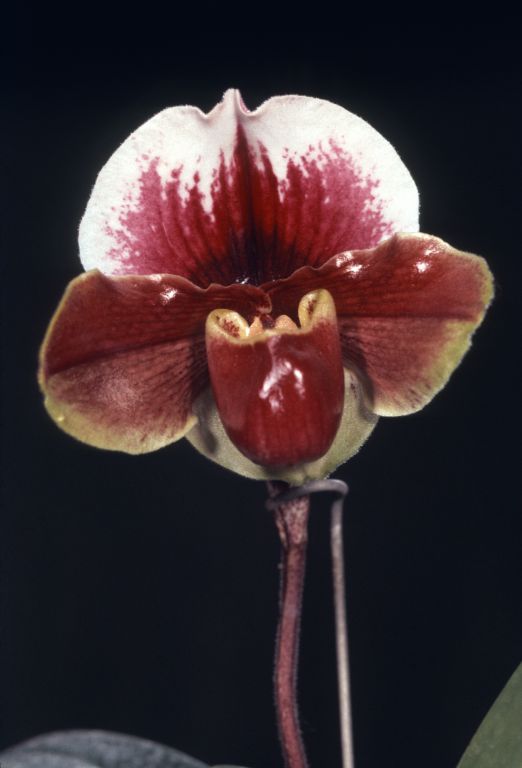 Paphiopedilum Carl Keyes 'Dan Collin', Program 2 slide 21, HCC/AOS, possibly the award slide from March 22, 1974, Santa Barbara International Orchid Show, Santa Barbara, CA, exhibited by Carl and Imogene Keyes, roll 197403H7 slide 1