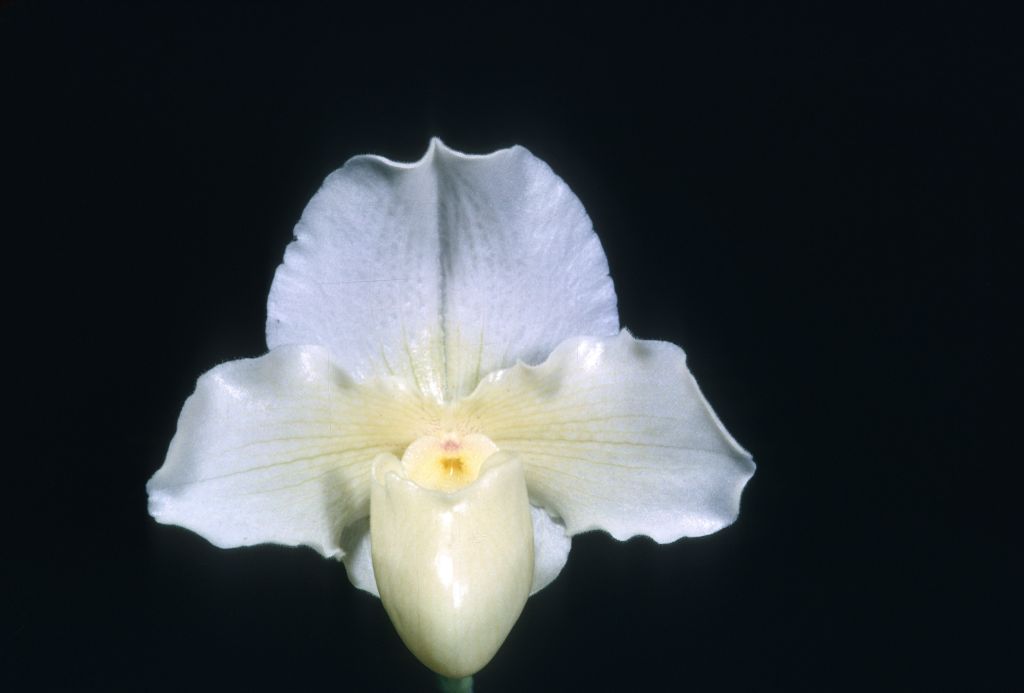 Paphiopedilum Cinderella 'Satin Slipper', Program 2 slide 22, HCC/ODC Award Slide, December 28, 1967, South Coast Orchid Society, Long Beach, CA, exhibited by Mr. and Mrs. Carl Keyes