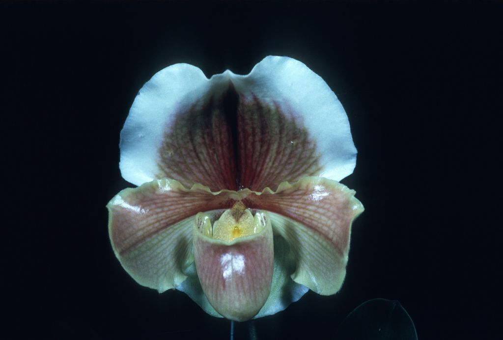 Paphiopedilum Golden Chalice 'Carimo Gold', Program 2 slide 23, HCC/AOS Award Slide, March 8, 1976, Los Angeles monthly judging, Los Angeles, CA, exhibited by Carl and Imogene Keyes.  The slide label shows AM/AOS, referring to the later award of March 16, 1979, Santa Barbara International Orchid Show, Santa Barbara, CA, exhibited by Gallup & Stribling, Carpinteria, CA, but this is the award photo from the HCC/AOS award in 1976.