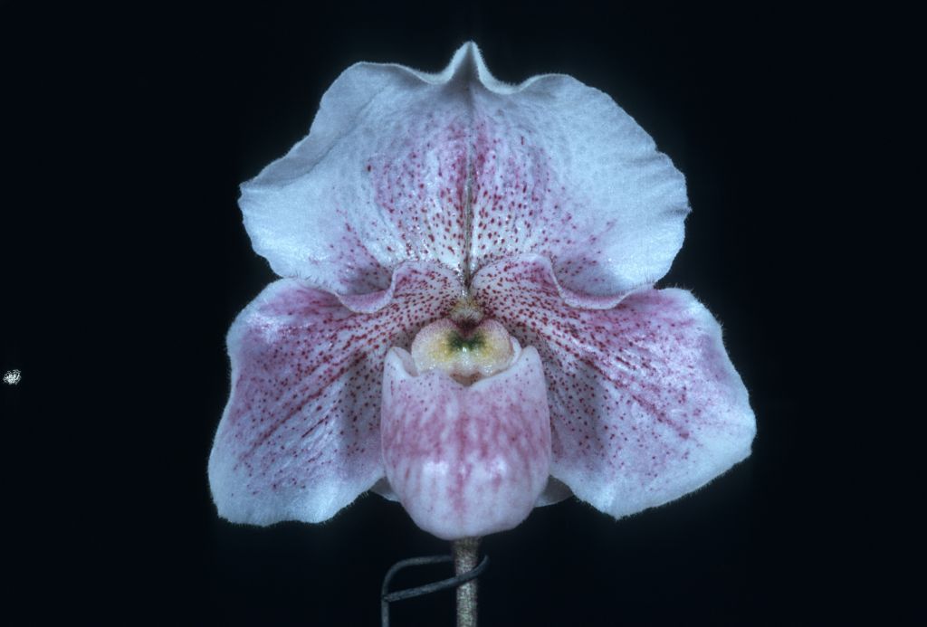 Paphiopedilum Dusky Maiden 'Exquisite', Program 2 slide 25, HCC/AOS Award Slide, January 14, 1974, Los Angeles monthly judging, Los Angeles, CA, exhibited by Imogene and Carl Keyes