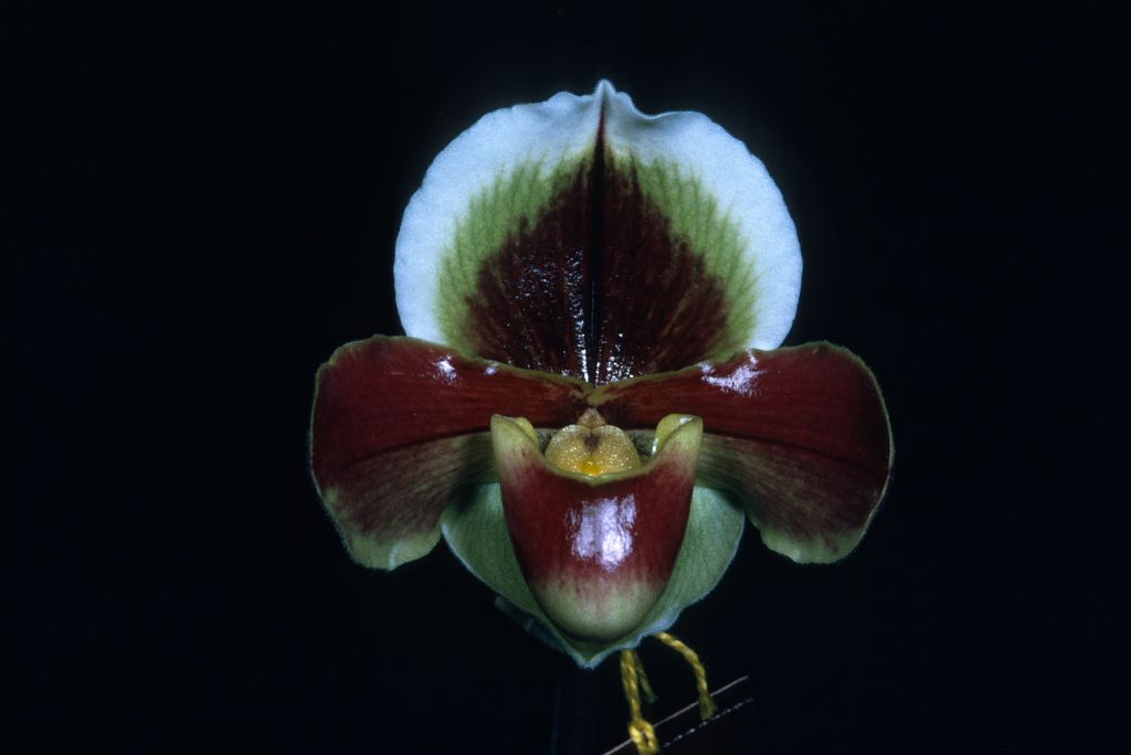 Paphiopedilum Funnel 'Carimo', Program 2 slide 27, copy of BM/CSA award slide from November 4, 1971, exhibited by Carl and Imogene Keyes, roll 197111H1 slide 34.  Matches CSA award slide in OrchidWiz, image #80344 (mirror image).