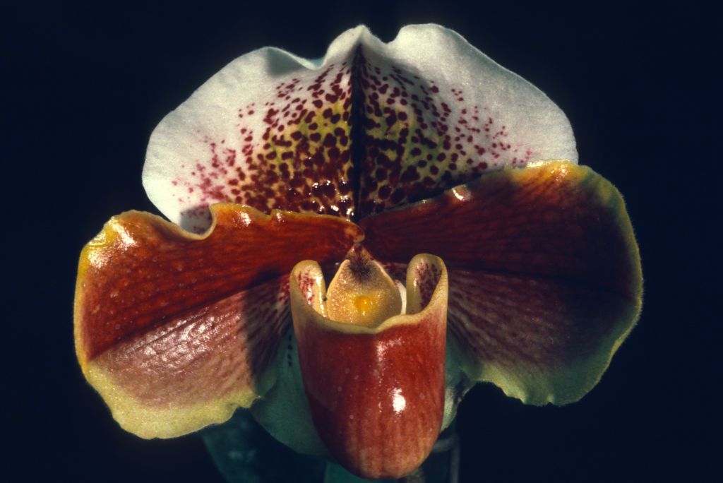 Paphiopedilum Quiberon Bay 'Carimo', Program 2 slide 29, BM/CSA Award Slide, February 25, 1976, exhibited by Carl and Imogene Keyes