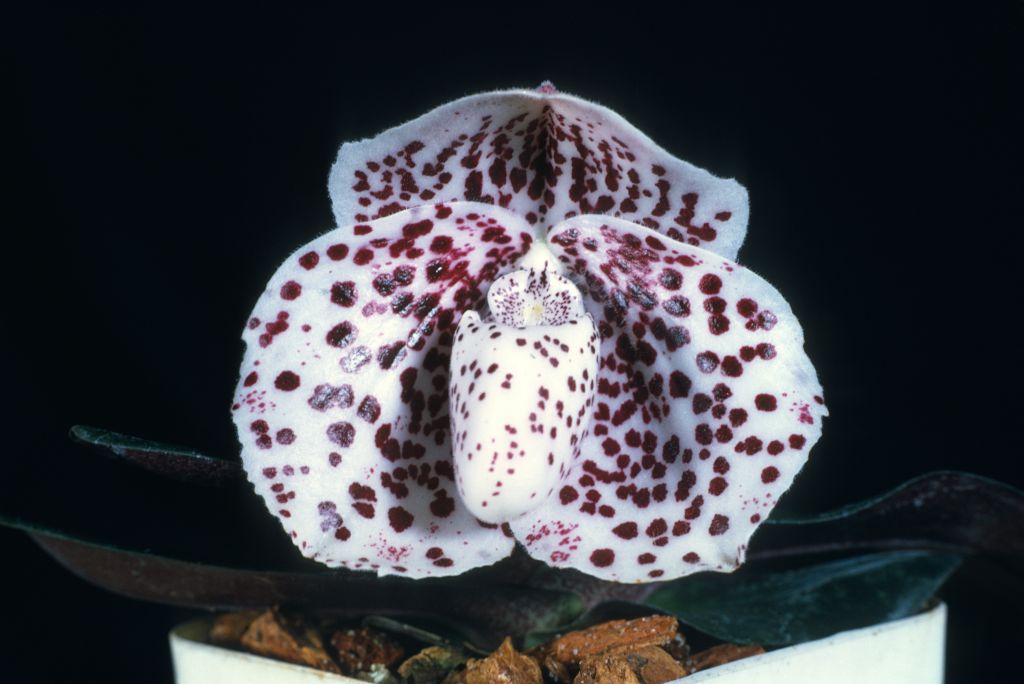 Paphiopedilum bellatulum 'Edna', Program 2 slide 2, HCC/AOS Award Slide, June 10, 1974, Los Angeles monthly judging, Los Angeles, CA, exhibited by Carl and Imogene Keyes