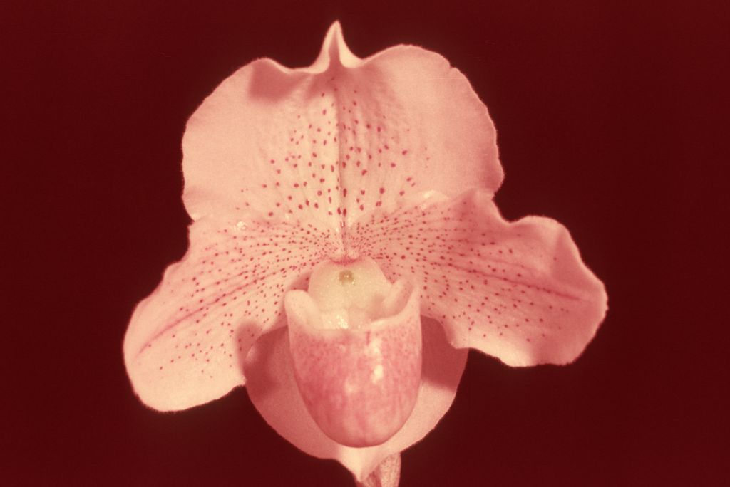 Paphiopedlium Freckles 'Carimo', Program 2 slide 34, HCC/AOS Award Slide, March 26, 1976, Santa Barbara International Orchid Show, Santa Barbara, CA, exhibited by Carl and Imogene Keyes