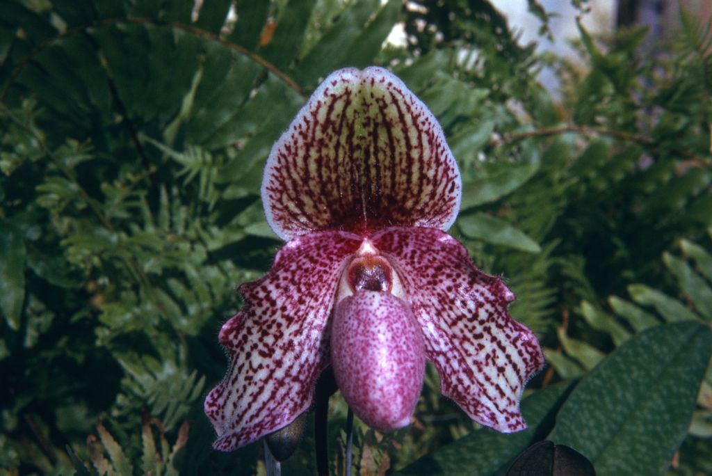 Paphiopedilum Charles Sladden 'Raspberry' HCC/AOS, Program 2 slide 39, May 1974, roll 197405H12 slide 8.  The photo was taken prior to the AOS award, which occurred June 10, 1974.