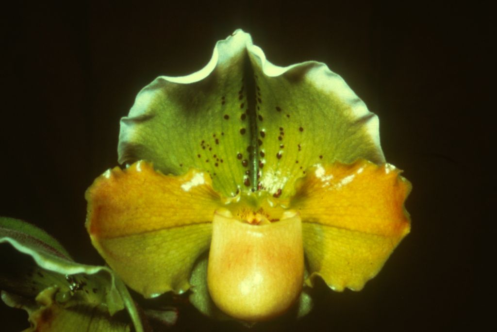 Paphiopedilum Mariano Martin 'The Don' HCC[/AOS BM/CSA], Program 2 slide 44, copy of the CSA award slide (mirror image) from May 27, 1969, shown in OrchidWiz, image #80605, no date on slide