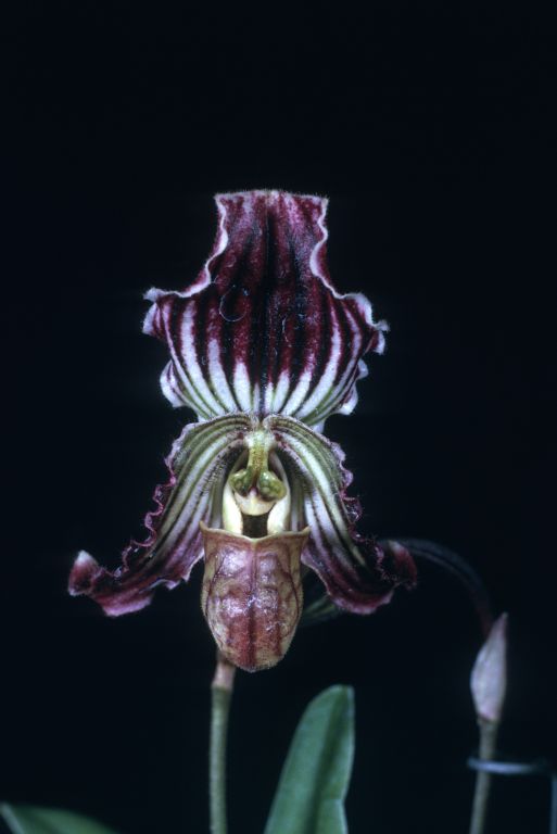 Paphiopedilum fairrieanum 'Carimo Red' HCC/AOS, Program 2 slide 7, copy of award slide from April 14, 1975, Los Angeles monthly judging, Los Angeles, CA, exhibited by Imogene and Carl Keyes, roll 197505H1 slide 15