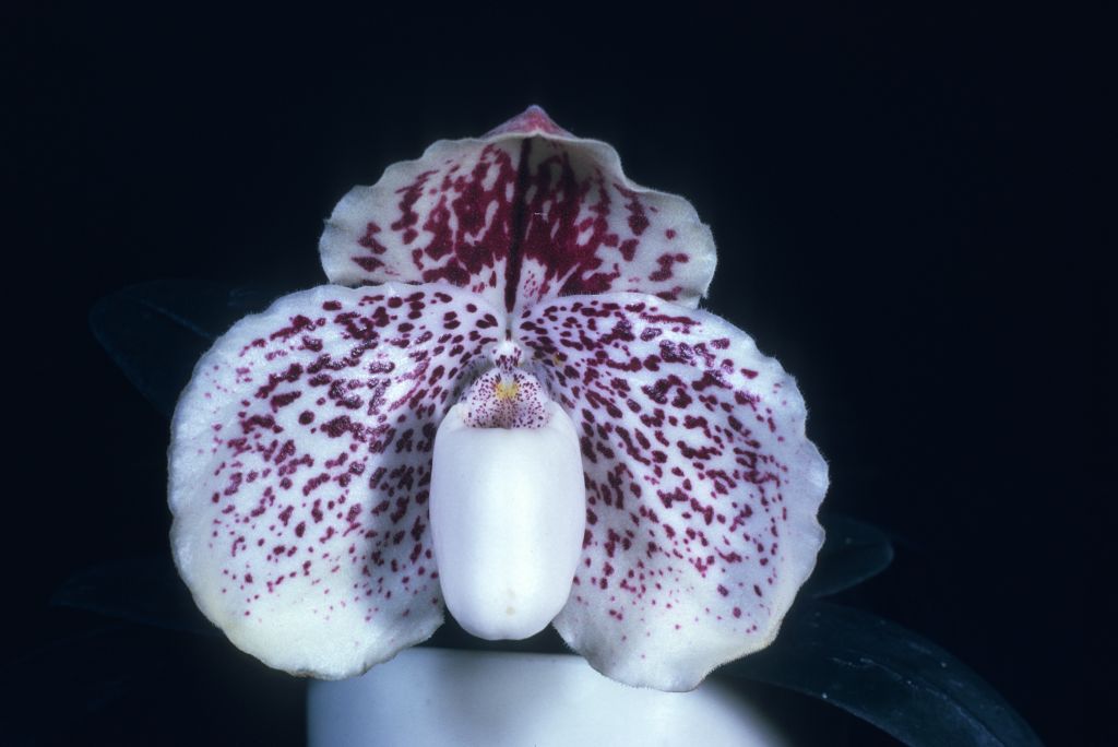 Paphiopedilum godefroyae [leucochilum 'Bion'] FCC/AOS, Program 2 slide 8, copy of AOS award slide from July 14, 1975, Los Angeles monthly judging, Los Angeles, CA, exhibited by Hanes Orchids of Distinction, roll 197507H6 slide 38