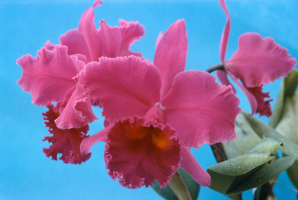 Lc. Fred Castator 'Caballero' HCC/ODC, Program 3 slide 20, no date on slide.  The image might be a copy of the ODC award slide from August 13, 1956, Orchid Society of Southern California, Hollywood, CA, exhibited by Armacost & Royston.