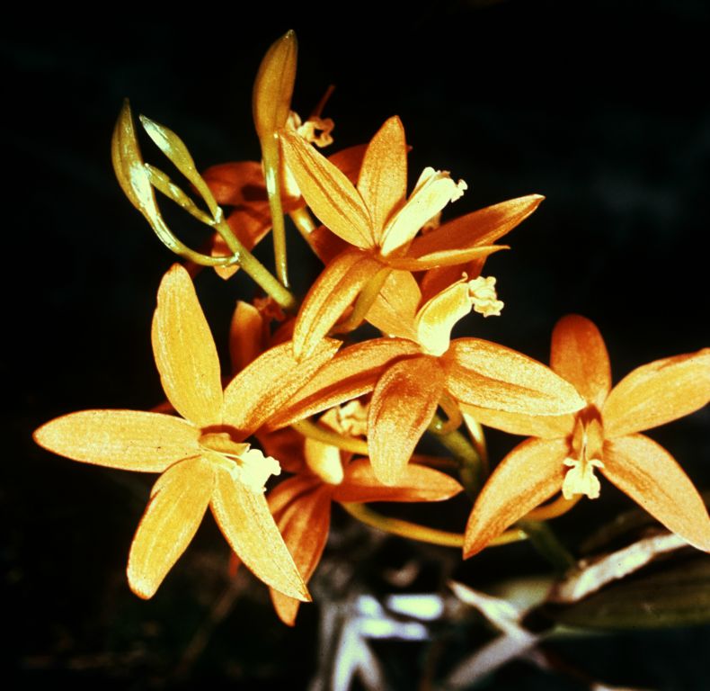 Laelia harpophylla 'Stacy', Program 4 slide 10, duplicate slide made in December 1966.  The image is very likely a copy of the otherwise unknown award slide from April 7, 1965, Philadelphia monthly judging, Philadelphia, PA, exhibited by John E. Stacy, Weston, MA.