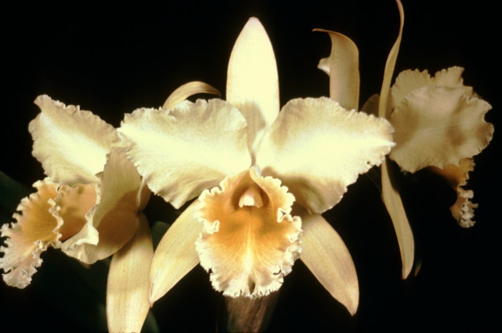 Blc. Dorothea 'Floralies', Program 4 slide 29, duplicate slide made in December 1966.  The image is very likely the previously unknown award slide from March 19, 1964, Western Orchid Congress, Pasadena, CA, HCC/AOS and HCC/ODC, exhibited by Santa Barbara Orchid Estate.