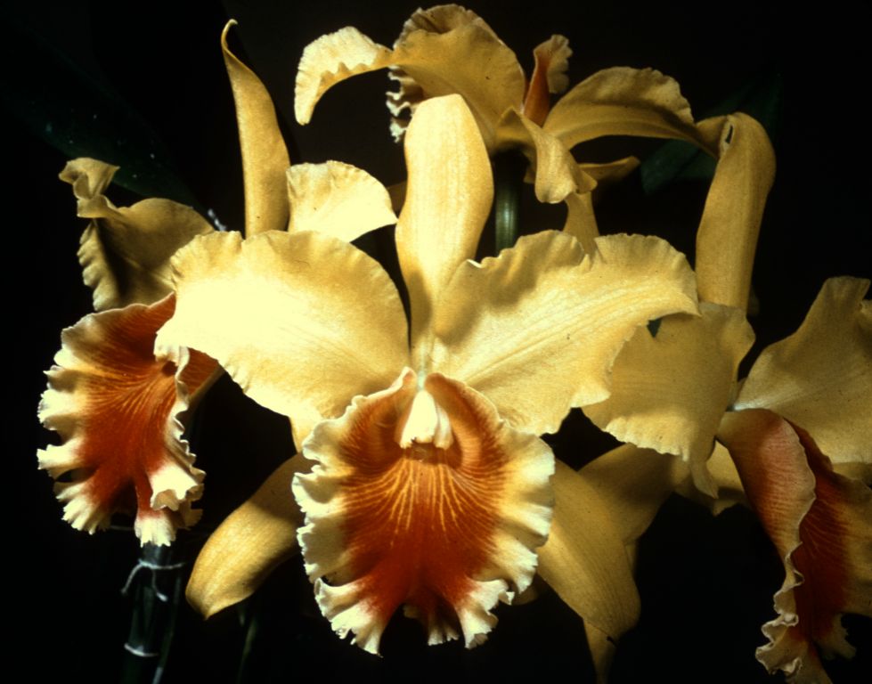 Blc. Helios 'Malibu', Program 4 slide 31, duplicate slide made in November 1966.  This image is a copy of the award slide from July 8, 1957, Orchid Society of Southern California, AM/ODC and AM/AOS (shared photograph), exhibited by Arthur Freed Orchids.  Another copy (better color, mirror image) is found in OrchidWiz, image #117608, attributed to the William Merritt Collection.