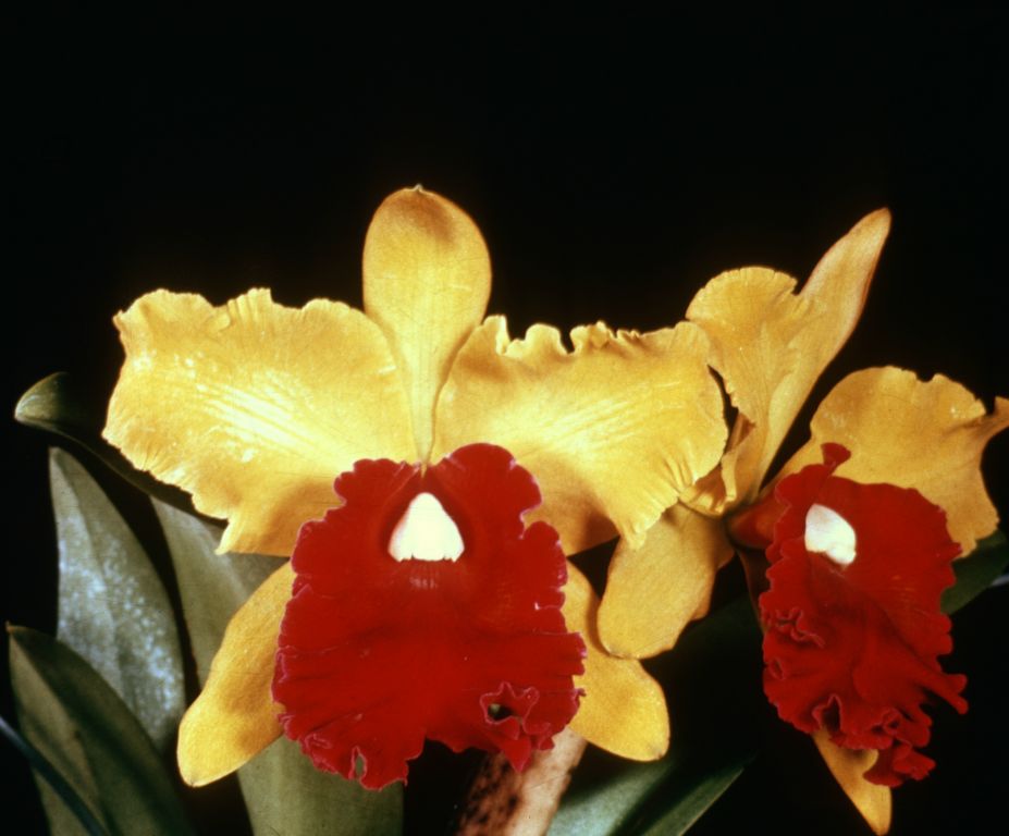 Lc. Amber Glow 'Golden Pride', Program 4 slide 32, no date on slide.  The image is probably a copy of an award slide, AM/AOS (1965) or HCC/AOS/ODC (1963), neither of which is known.