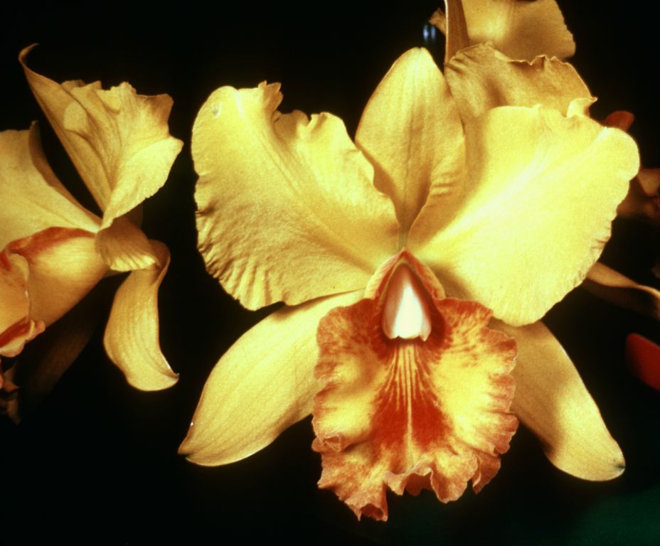 Blc. Fortune 'Shanghai Lady', Program 4 slide 43, duplicate slide made in December 1966. The image is a copy of the award slide from August 8, 1966, AM/AOS/ODC, Orchid Society of Southern California, Los Angeles, CA, exhibited by Trymwood Orchids, San Gabriel, CA.  The original award slide has better color.