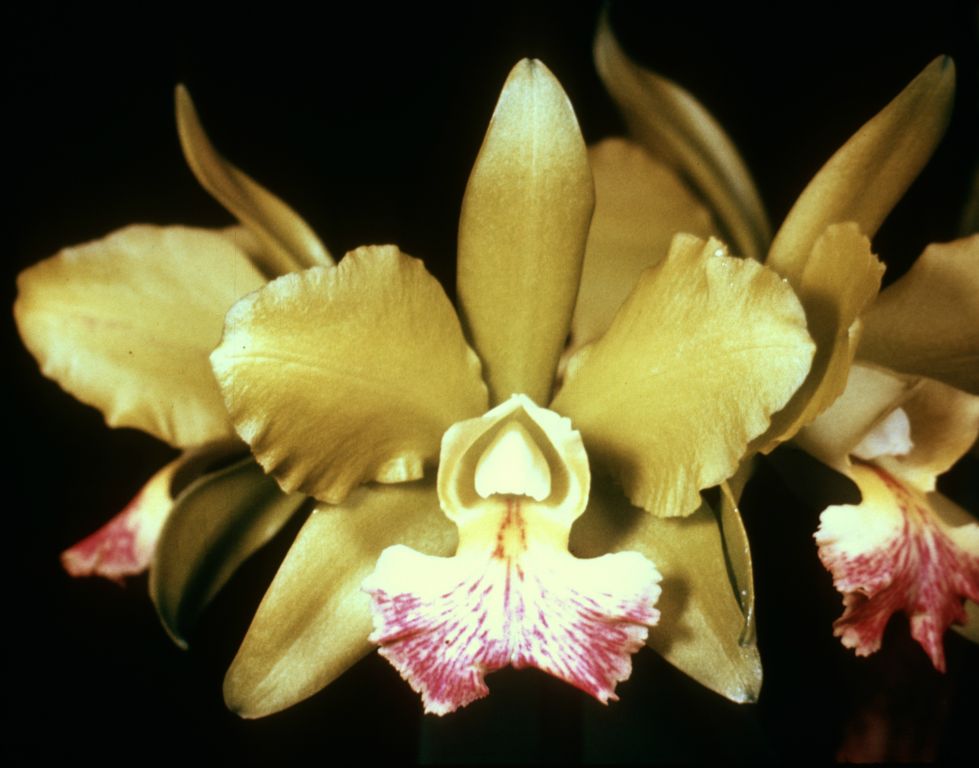 Blc. Green Giant 'Alpha Green Velvet', Program 4 slide 45, duplicate slide made in December 1966.  This image is likely a copy of the award slide from July 12, 1965, Orchid Society of Southern California, HCC/AOS/ODC, exhibited by Fred A. Stewart, Inc.  At the same judging session, the cross received an AQ/AOS/ODC, from which the official award photo has survived.