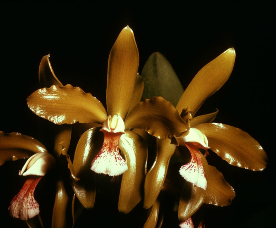 Cattleya granulosa 'Tracy Lynn', Program 4 slide 4, duplicate slide made in December 1966.  The image is a copy of the presumed award slide from March 15, 1963, Tennessee Capital Orchid Society Show, Nashville, TN, AM/AOS, exhibited by Cecil E. Stanfield, Tulsa, OK, matching an image in OrchidWiz, image #288003, citing the same award and grower.