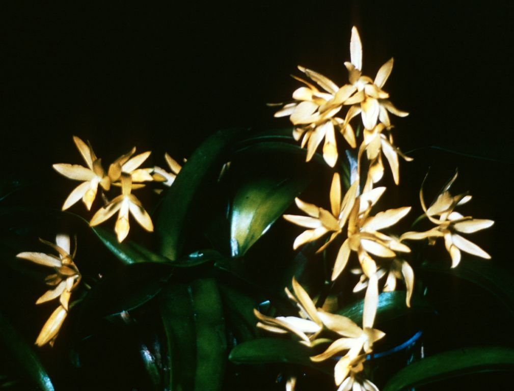 Cattleya x guatemalensis 'Aurea', Program 4 slide 7, duplicate slide made in December, 1966.  The image matches the award slide from March 8, 1961, Miami monthly judging, Miami, FL, CBM/AOS, exhibited by Fennell Orchid Co., Homestead, FL, as shown in OrchidWiz, image #287818, citing the same award and grower.  The award description says "flowers typical of natural hybrid", which suggests that the plant awarded as the hybrid Guatemalensis is in fact a wild collection, which should have been designated x guatemalensis at the time, now known officially as x laelioides.