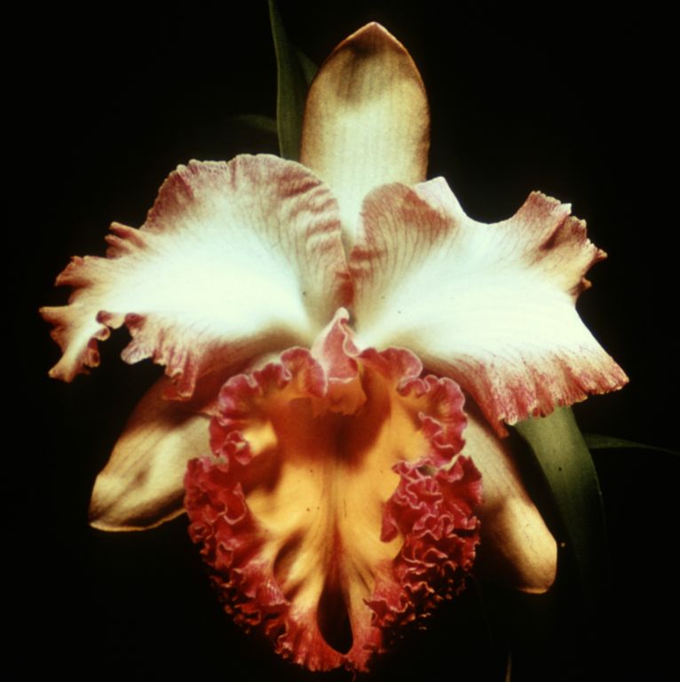 Blc. Harlequin 'Act I, Program 5 slide 27, duplicate slide made in January 1971.  The image is almost certainly a copy of the true award slide from September 14, 1959, Orchid Society of Southern California, Hollywood, CA, AM/AOS and AM/ODC, exhibited by Ben O. Bracey Co.  A black-and-white photo of the same flower, a slightly different exposure, was widely published (on the cover of the January, 1961 issue of the AOS Bulletin and in many advertisements by Ben O. Bracey Co).  The slide in the Keyes collection is the only color photo of the same flower that has been discovered so far.