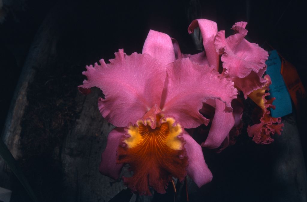 Lc. Memoria Walter Armacost 'The Don', Program 8 slide 18, digital image copied from HCC/ODC Award Slide, April 5, 1963, San Diego County Orchid Society Show, San Diego, CA, exhibited by Armacost & Royston