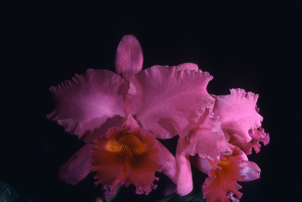 Lc. Laurie Lynn 'Darkley', Program 8 slide 21, digital image copied from Program 3 slide 12,HCC/ODC Award Slide, April 5, 1963, San Diego County Orchid Society Show, San Diego, CA, exhibited by Armacost & Royston.