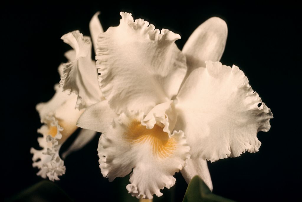 Cattleya Siridó 'Jacqueline Smith', Program 8 slide 8, AM/AOS AM/ODC Award Slide, February 27, 1963, Northwest Orchid Society, Seattle, WA, exhibited by William E. Farrell, Bremerton, WA.