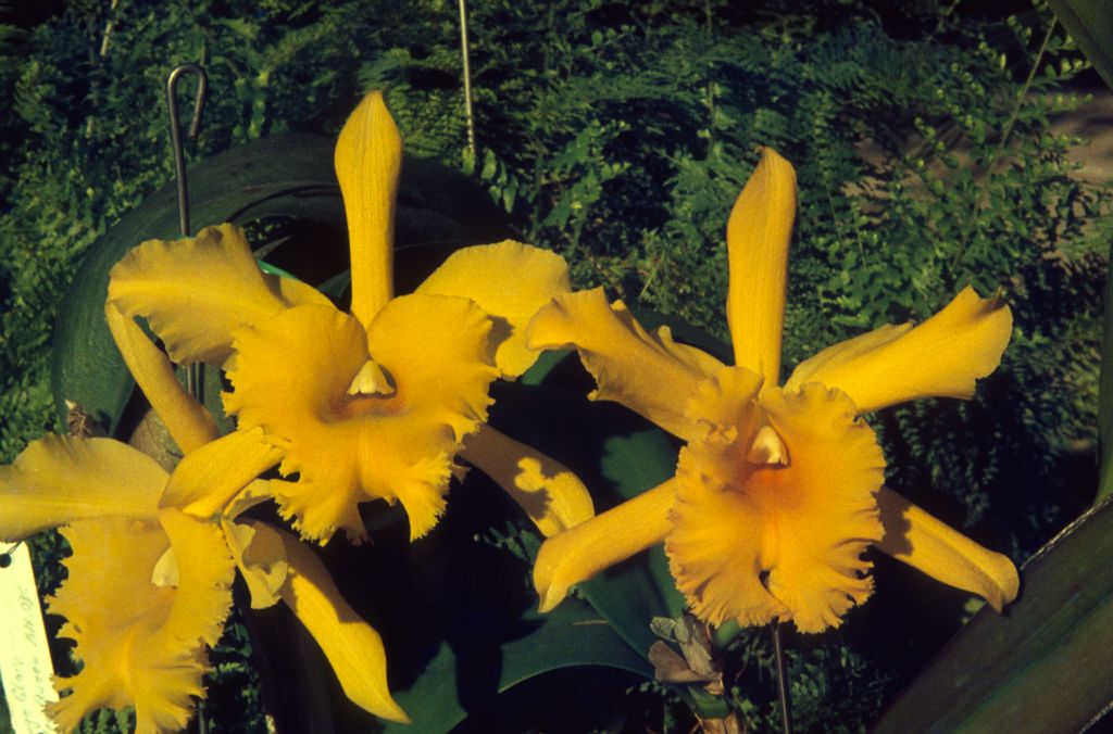 Bc. Orange Glory 'Golden Queen' [AM/ODC], January 1967, roll 196701 slide 12.  The AM/ODC award was from South Coast Orchid Society, Long Beach, CA, December 12, 1957, exhibited by Gubler Orchids.  The was also an AM/AOS in 1949 (Mrs. W. K. du Pont) and another, HCC/AOS, on March 2, 1967 at the Southland Orchid Show, San Gabriel, CA, exhibited by Lesley E. Starke of Fullerton, CA.  This cultivar was widely grown in Southern California in the 1960's.  The slide has the additional label "OGGQ+OGE", unexplained, but perhaps referring to publications entitled something like "Orchid Grexes of Good Quality" and "Orchid Grexes of Excellence"?