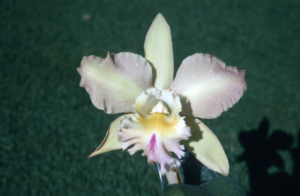 Bc. Olympic Meadows 'Carimo', November 1970, roll 197011H4 slide 6