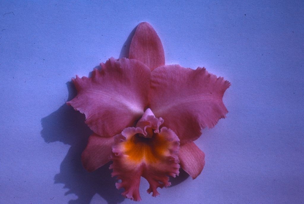 Bc. Pink Debutante, duplicate slide of Program 3 slide 25, made in January 1971.