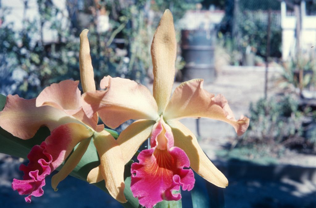 Blc. (Lc. Neham (slide label says Nehean) x Blc. (?) Sunstar '131') 'Harvest Time', never registered, October 1963, roll 196310H slide 15