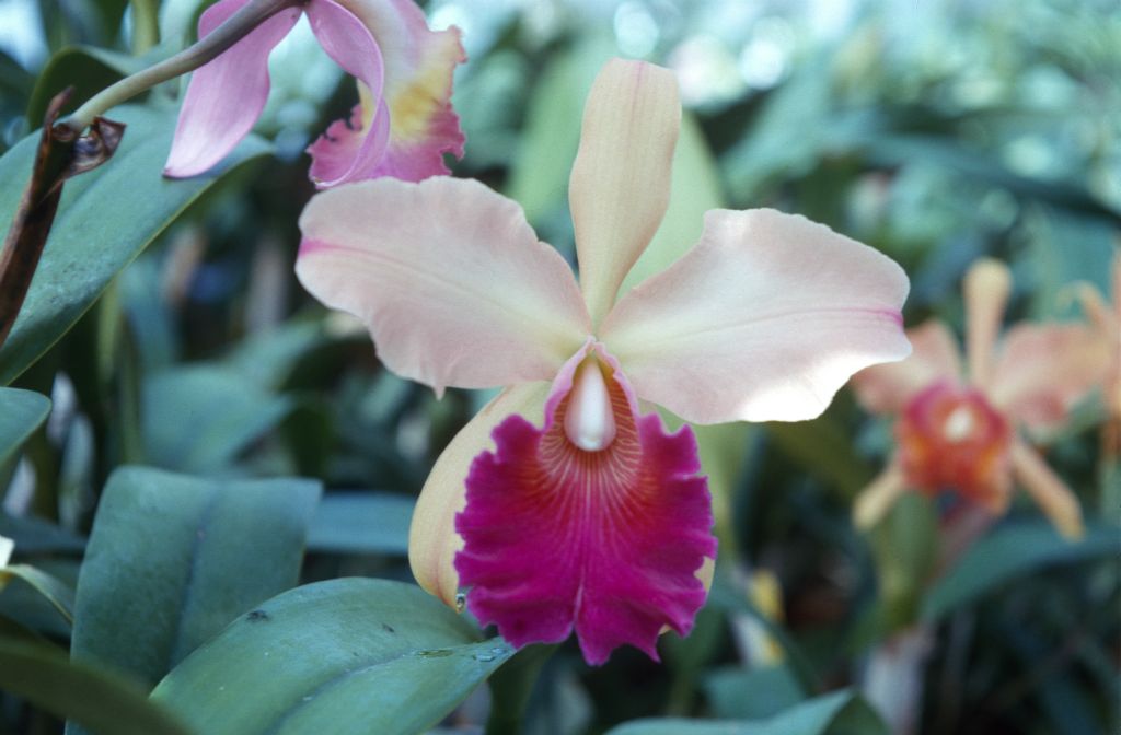 Blc. Golden Feather 'Uhlman', October 1963, roll 196310H slide 8