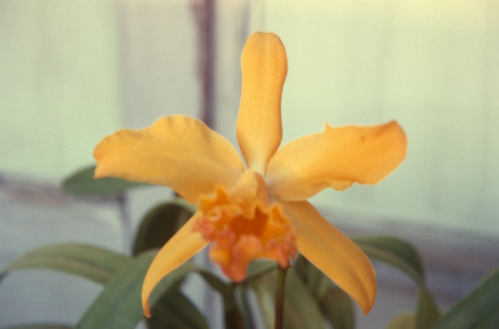 Blc. Genevieve Kellogg 'Daffodil', February 1965, roll 196502H slide 19