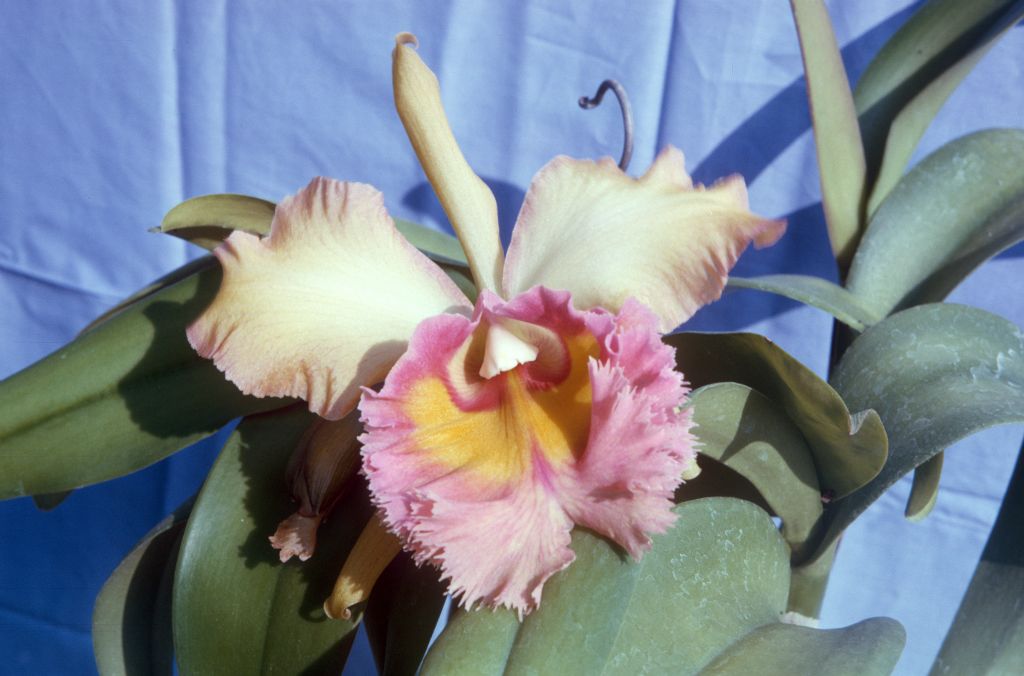 Blc. Acapana 'Nancy', February 1965, roll 196502H slide 5