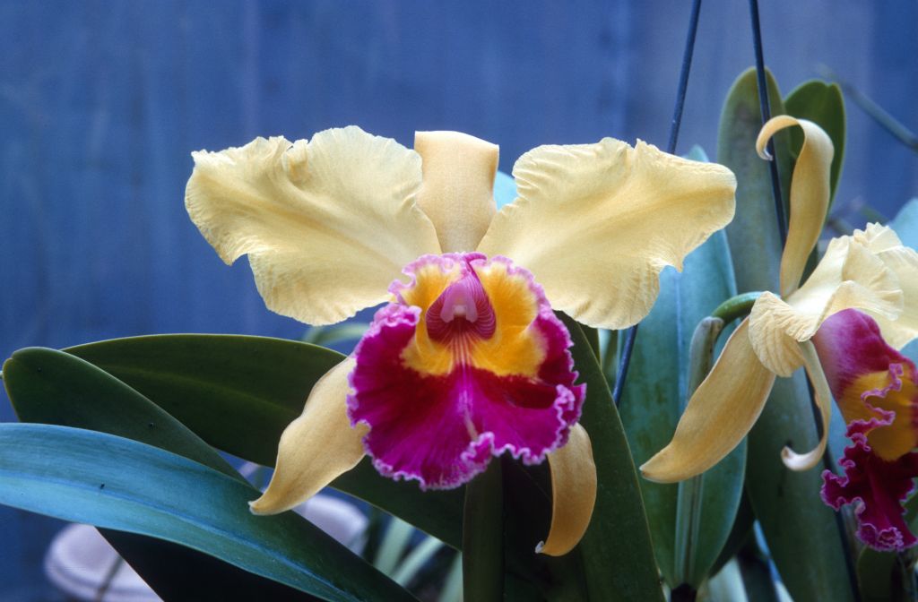 Blc. Golden Feather 'Golden Symphony', August 1966, roll 196608H7 slide 10