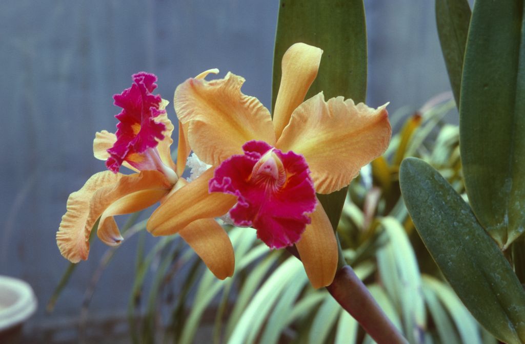 Blc. Golden Feather 'Valencia', August 1966, roll 196608H7 slide 8