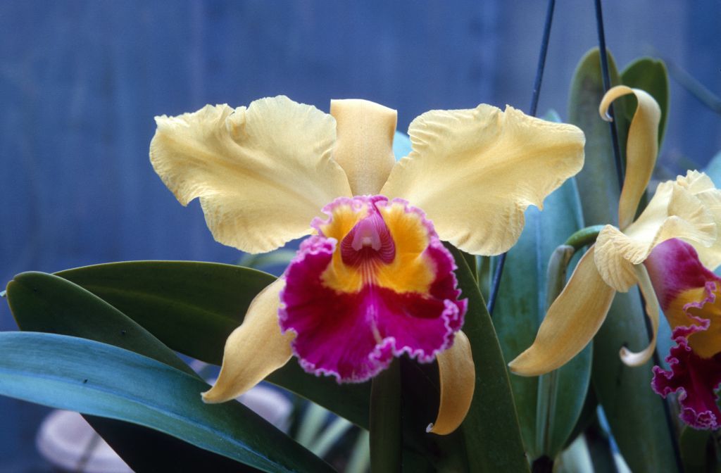 Blc. Golden Feather 'Golden Symphony', August 1966, roll 196608H7 slide 9