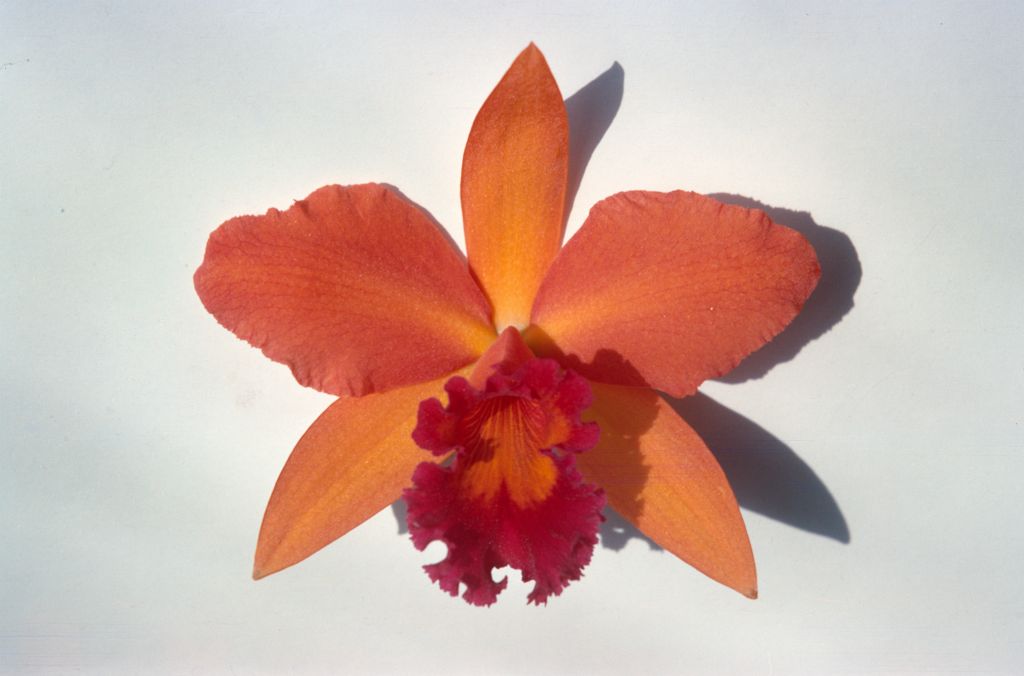 Blc. Mellowglow 'Greenbriar' AM/AOS, February 1967, roll 196702 slide 21