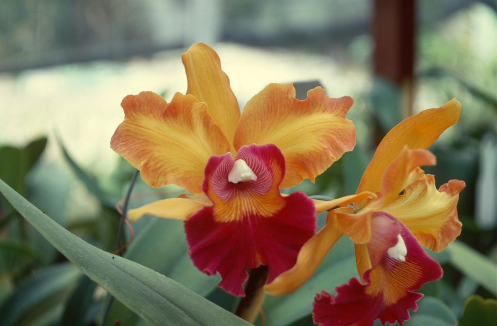 Blc. Bobby Ward 'Golden Blaze', July 1967, roll 196707H7 slide 14