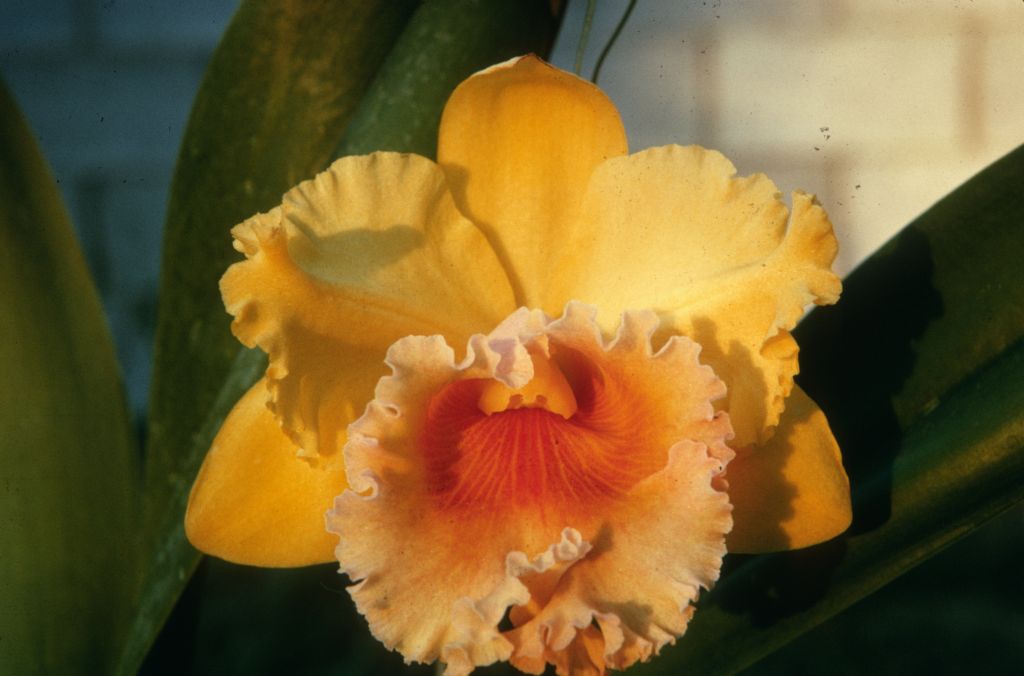 Blc. Golconda Beauty 'Golden Orb', Duplicate Slide 31, made in April 1968, roll 196804P13.