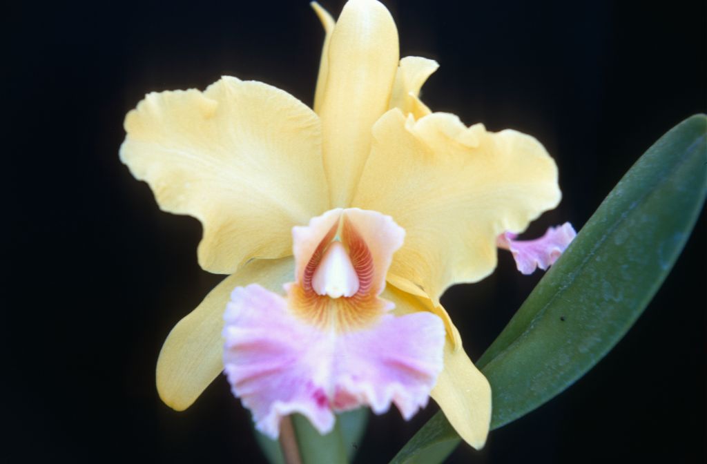 Blc. Summer Shades 'Chiffon', August 1968, roll 196808H1 slide 11