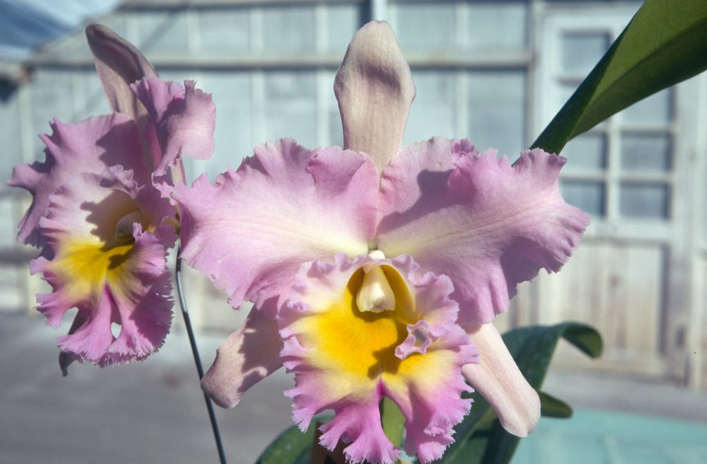 Blc. Elizabeth Hearn 'Pink Frost', January 1971, roll 197101H4 slide 1