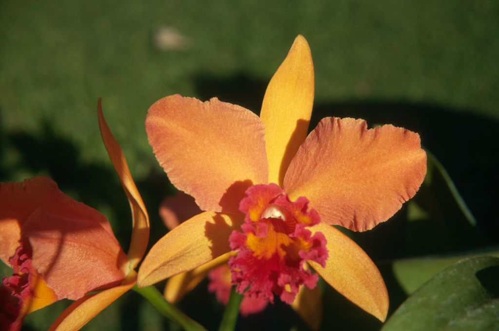 Blc. Mellowglow 'Greenbriar', January 1971, roll 197101H4 slide 3