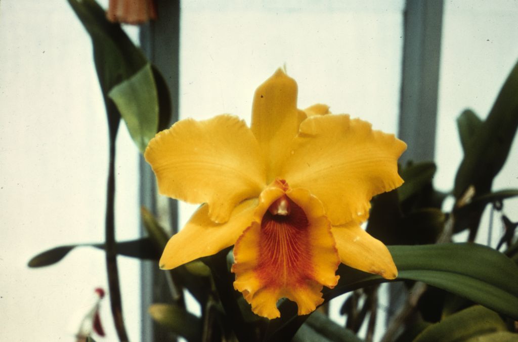 Blc. Fortune 'Spellbound' HCC/AOS, Duplicate Slide 33, made January 1971, roll 197101H8.