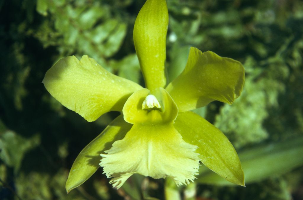 Blc. Memoria Walter Brown (now Rlc. Memoria Walter Brown), September 1974, roll 197409H3 slide 14