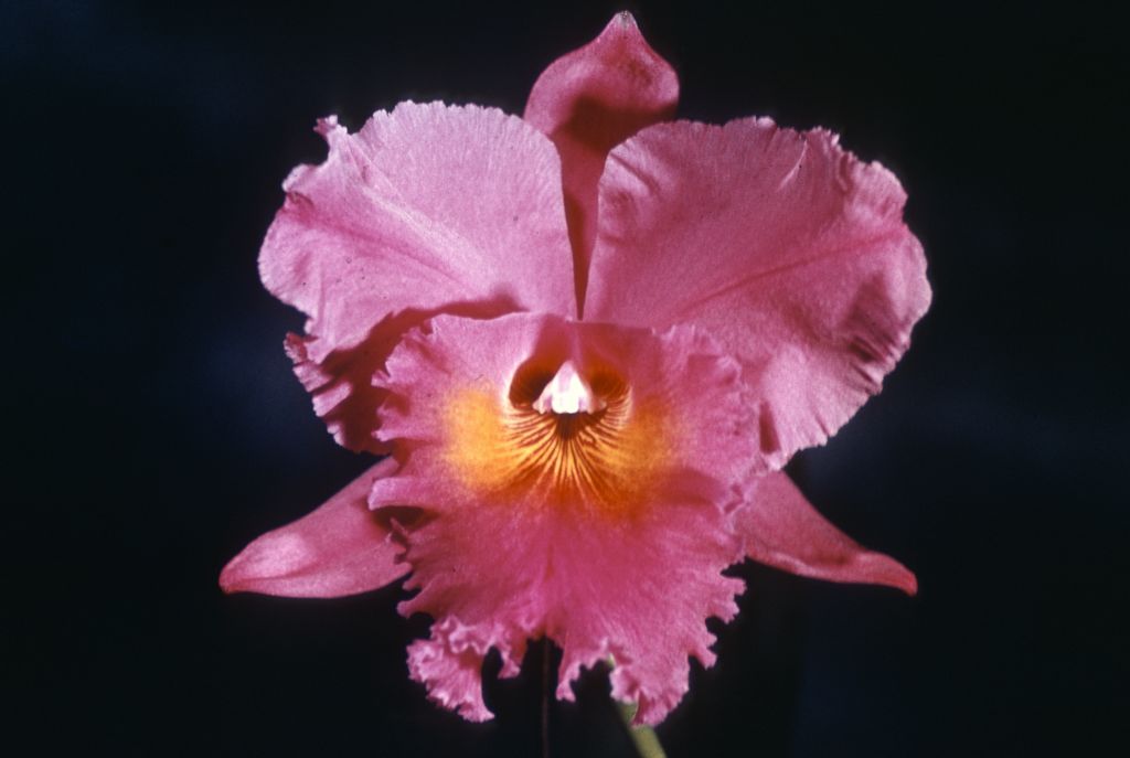 Blc. Herons Ghyll, Program 3 slide 15, duplicate slide made January 1971.  From the way the flower is posed, the original was likely an award slide.  Several clones were awarded by ODC and AOS, most not attested by photographs.