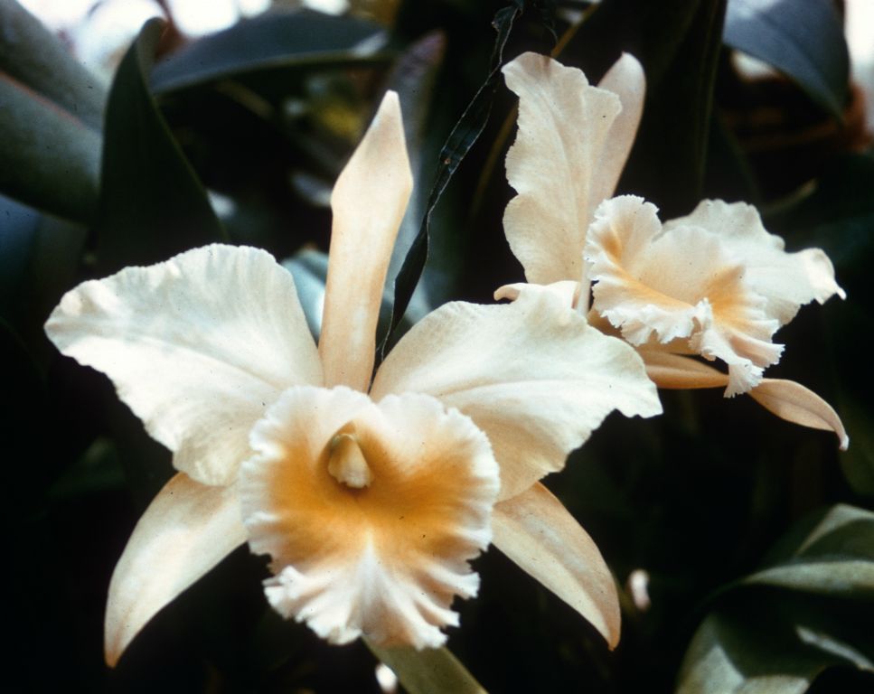 Blc. Iliad 'Golden Glow', Program 4 slide 19, duplicate slide made in November 1966