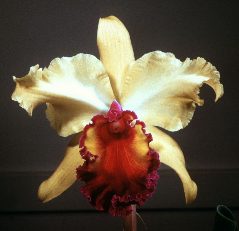 Blc. Golden Feather 'Sunray' HCC/ODC, Program 4 slide 22, duplicate slide made in November 1966.  This might be a copy of the ODC award slide from September 26, 1960, South Coast Orchid Society, Long Beach, CA, exhibited by Armacost & Royston.