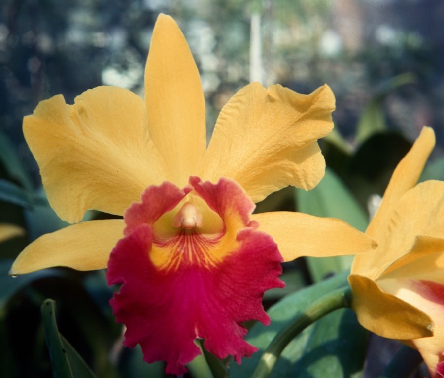 Blc. Elizabeth Whitenack 'Gold Dragon', Program 4 slide 33, September 1967, roll 196709H7 slide 19