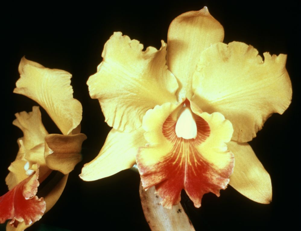 Blc. Fortune 'Golden Throne', Program 4 slide 44, duplicate slide made in December 1966.  This image is probably the true award photo from July 11, 1966, HCC/AOS/ODC, Orchid Society of Southern California, Los Angeles, CA, exhibited by Fred A. Stewart, Inc.  There are many published photos of this cultivar, none clearly identifiable as the "official" photo for this award.  This one has the best provenance and most closely resembles the way award photos were posed at that time. (See Program 5 slide 35, another slide from the same roll, for better digitized color.)